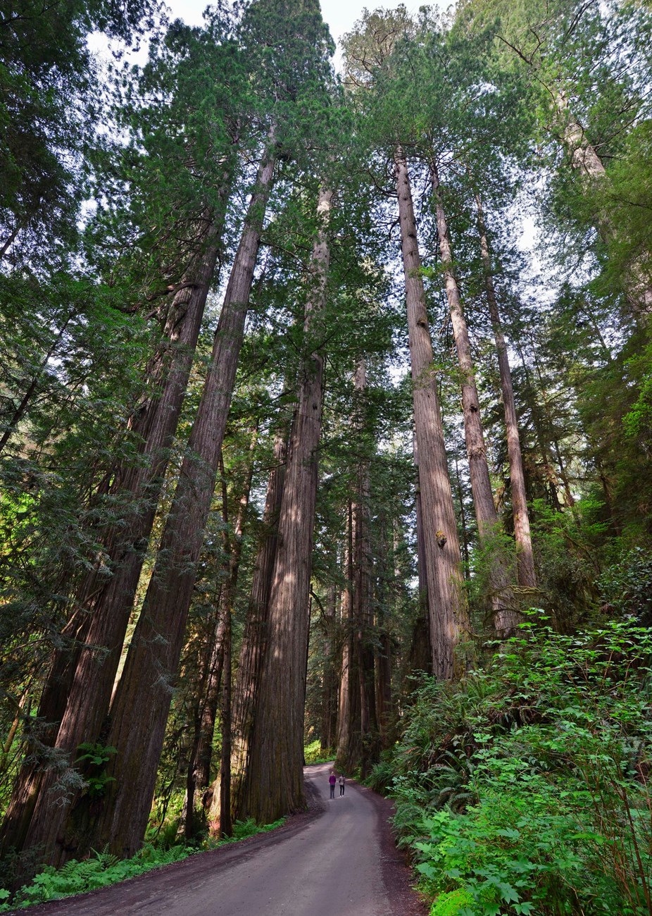 Two people walk on a narrow, winding road through a forest of tall redwood trees.