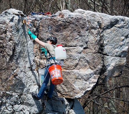 450-4-28-18-CATO-Wolf-Rock-0101-cro A climber is attached to the rope and to buckets as she reaches with a brush to clean graffiti from a rock.