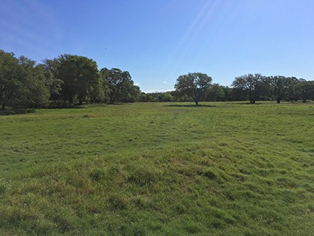 Leafy trees scatter along the perimeter of a gently rolling field of green grasses.