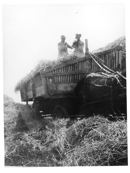 Nicodemus Hay Farm Two men shovel hay from atop a horse-drawn wagon.