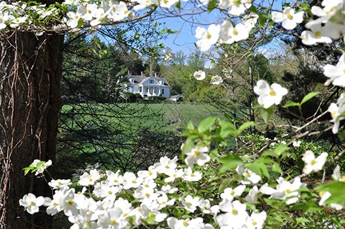500-CARL-Connemara-dogwood A house on a grassy slope is framed by trees and blooming dogwood flowers