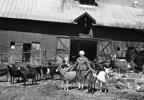A woman stands between two goats, surrounded by a herd in front of a barn. Black and white photo