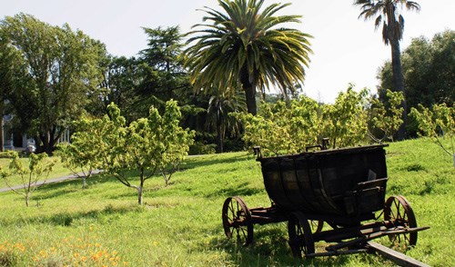 Wagon in a sunny peach orchard