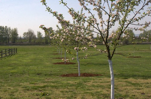 lt= Blossoms decorate the branches of a row of young apple trees at Fort Vancouver National Historic Site.