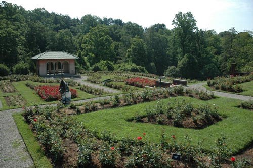 Roses bloom in flower beds, arranged around grassy areas and walkways