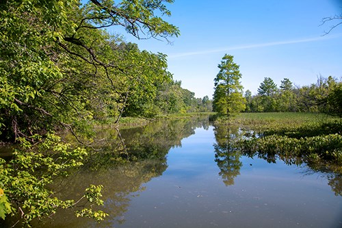 Bright green trees grow around the perimeter of a still marsh.
