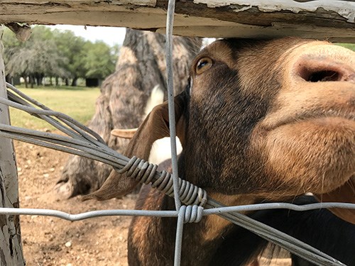 A goat sticks its nose through a space in a metal and wooden fence.