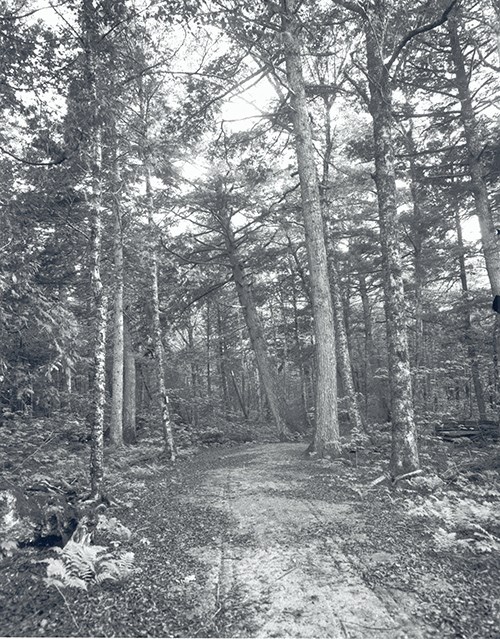 Acadia Dorr Woods Bicycle Path Black and white image of unpaved path through a wooded area with ferns