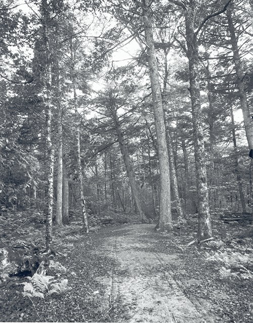 Black and white image of unpaved path through a wooded area with ferns