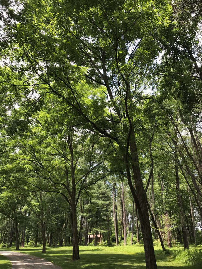 MAVA locust 2021 Black locust trees spaced in a row tower over a driveway