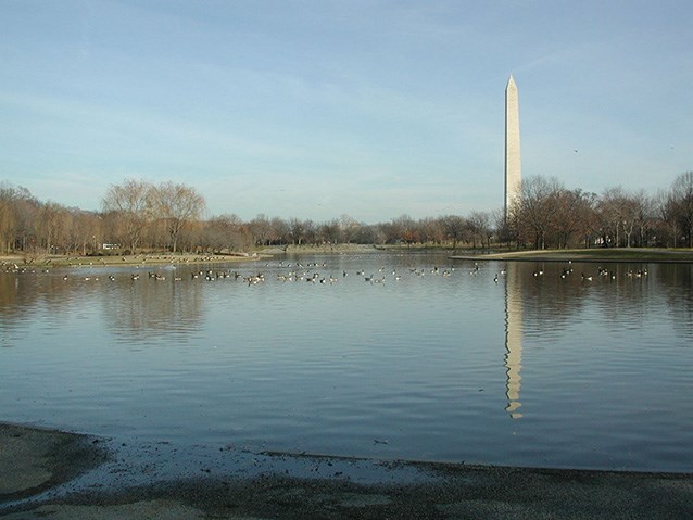 Ducks and geese swim across the surface of the Constitution Gardens Lake. The Washington Monument is visible at a distance and within the glassy reflection of the lake.