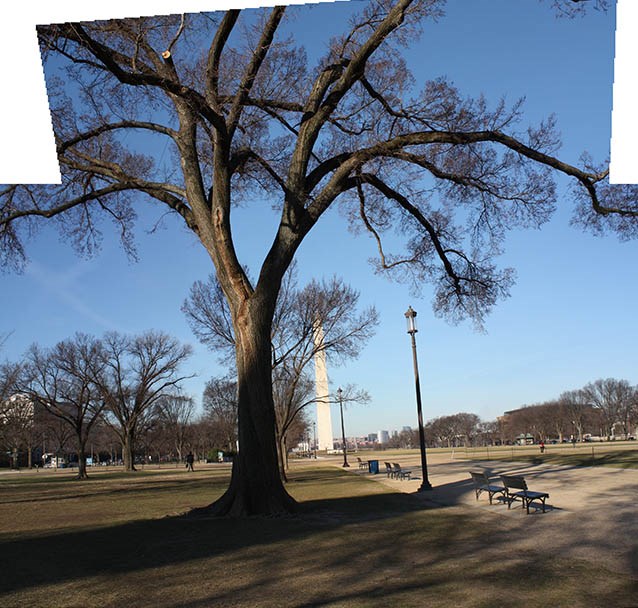 The tall, broad branches of a tall elm tree arch slightly over a walkway and an area of grass. The tall, broad branches of a tall elm tree arch slightly over a walkway and an area of grass.
