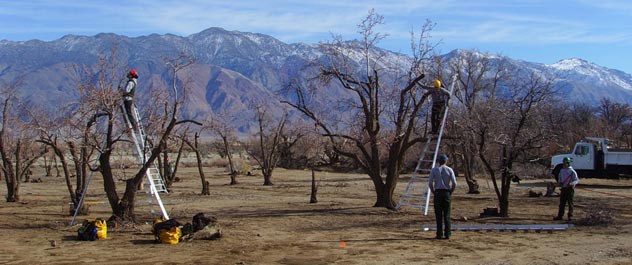 Winter pruning of orchards at Manzanar