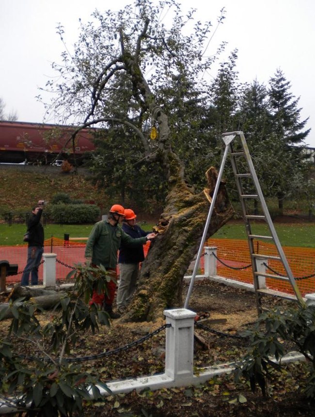 Two people in hardhats stand beside the trunk of a tree, where a ladder stands near where a branch was removed.