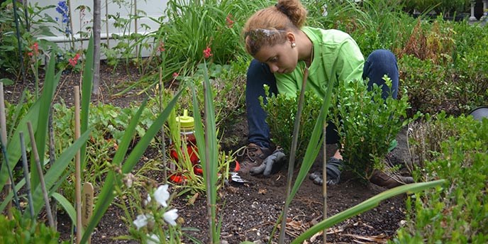 A young participant presses down soil around a new boxwood plant.