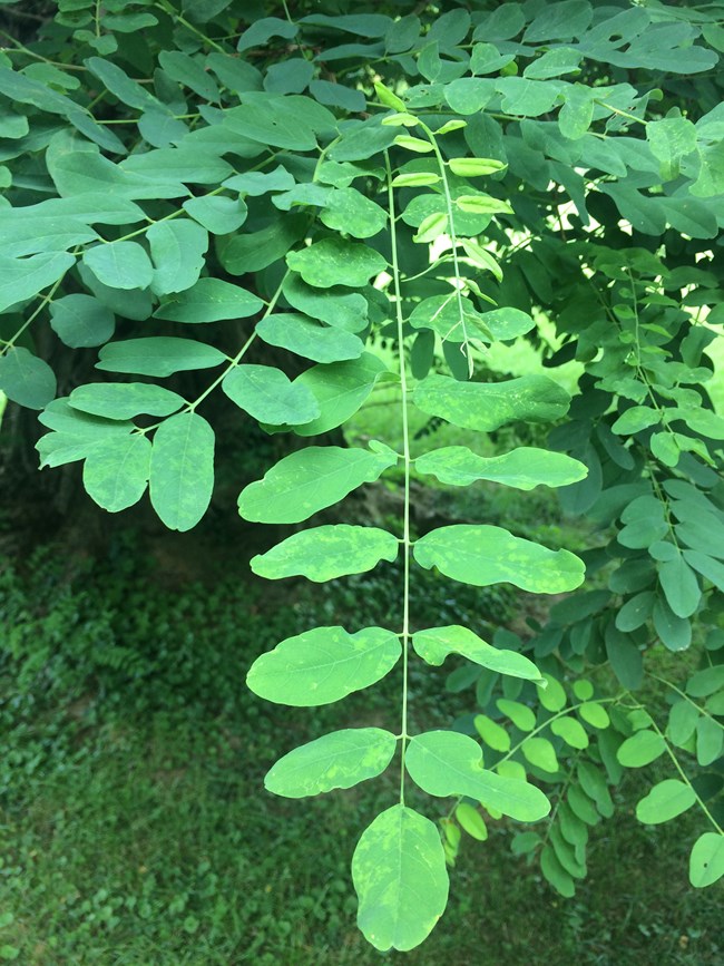 Blue-green compound leaves on a black locust tree branch.