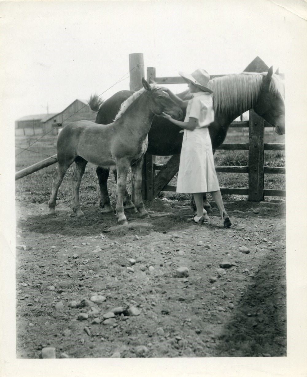 Black and white photograph of Anna Warren Bache, Conrad K. Warren's older sister, standing in a corral with Belgian mare and foal. Warren is wearing a white dress with a wide brimmed white hat atop her head. She is stroking the head of a Belgian foal whil