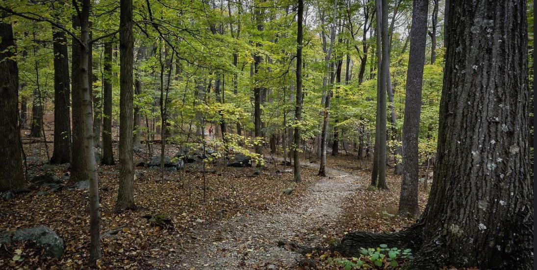 A level trail curves slightly through a wooded area of leafy, mid-sized trees.