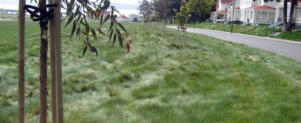 Soft grass on the rehabilitated parade ground at Fort Baker