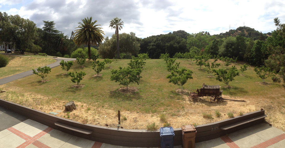 Rows of low peach trees grow in an orchard at John Muir NHS