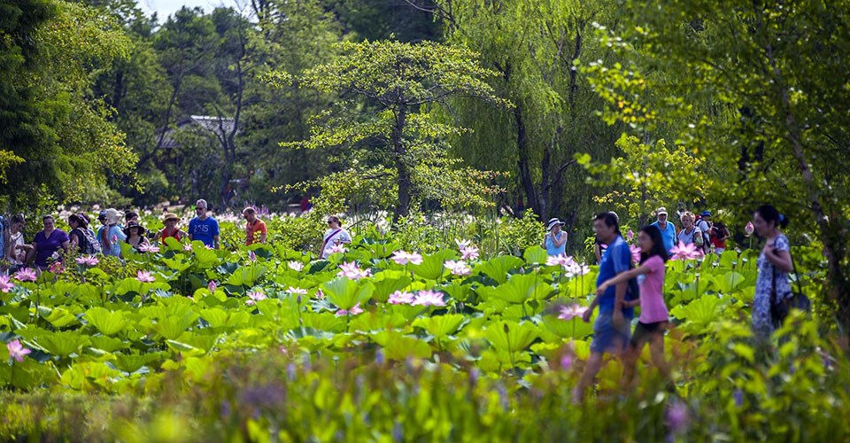 Visitors are surrounded by a sea of green lotus plants punctuated by bright flowers.