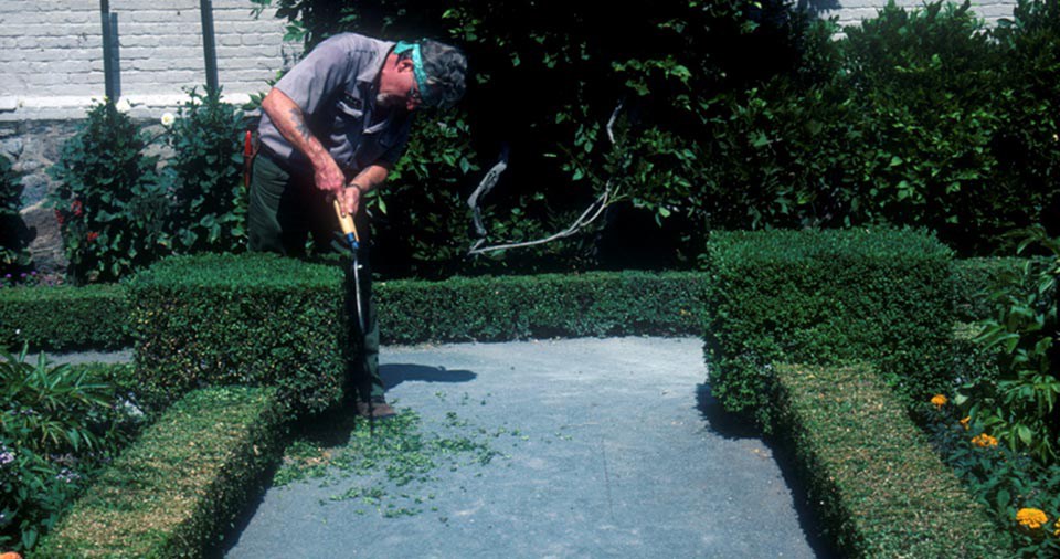 A man prunes symmetrical boxwood hedges with shears.
