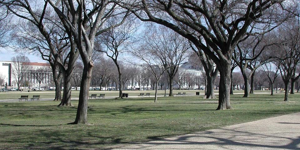 Elms grow on a flat grassy area of the National Mall, beside a walkway