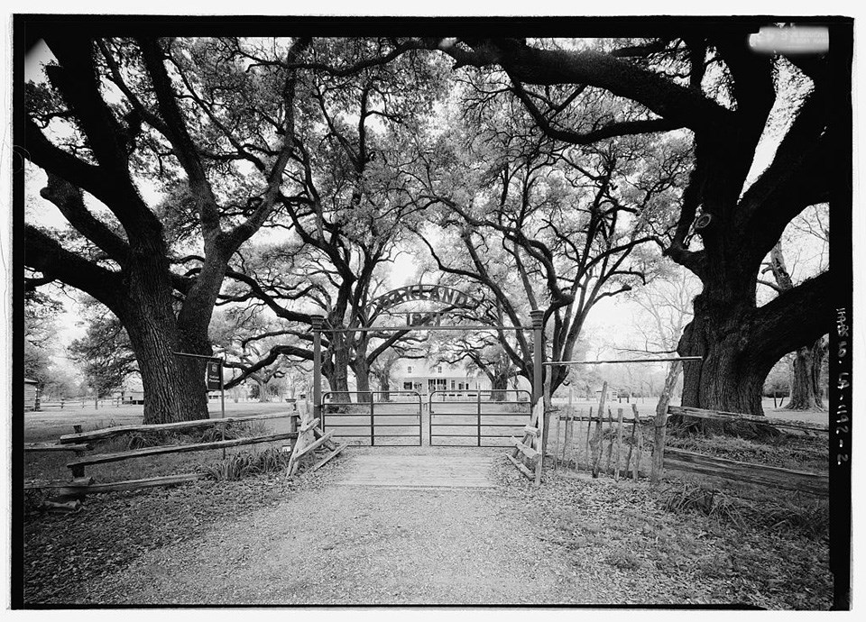 Branches of mature trees arch over each side of a driveway leading to a plantation house, beyond a metal gate
