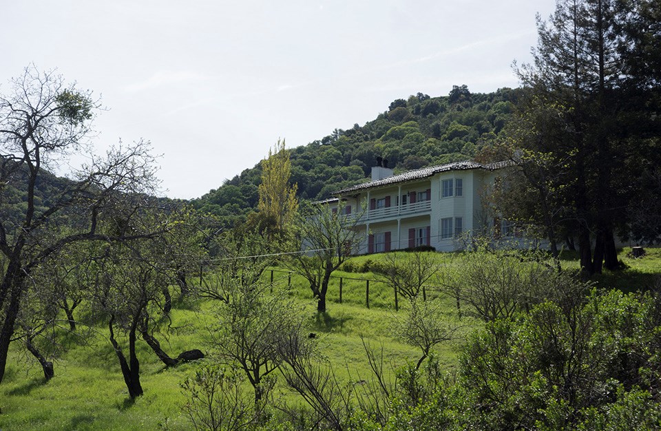 Orchards on the terraced hill behind the Tao House at Eugene O'Neill National Historic Site