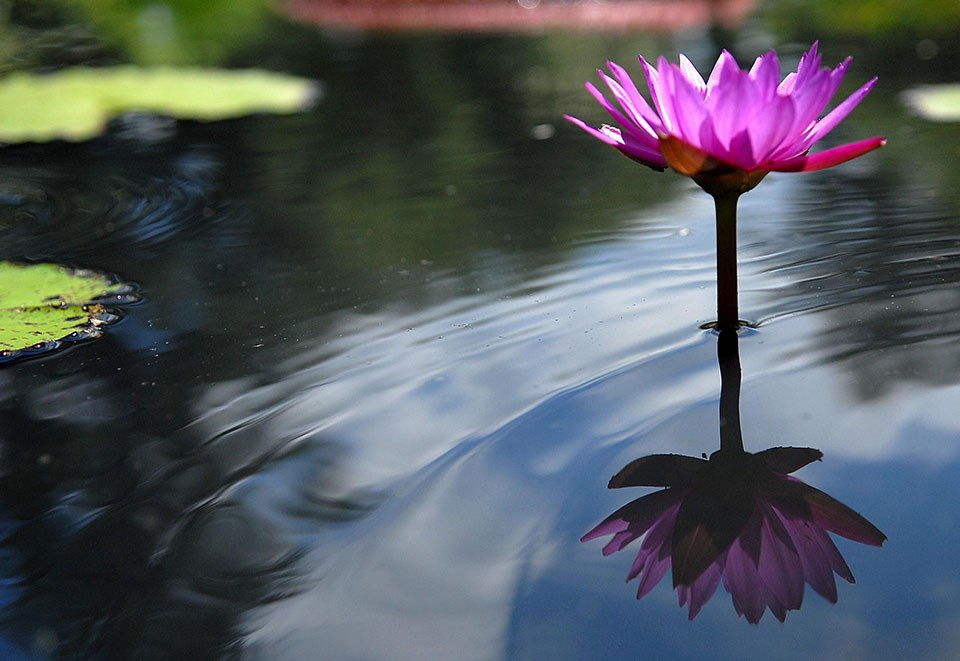 The bright petals of a water lily are reflected in gently rippling water.