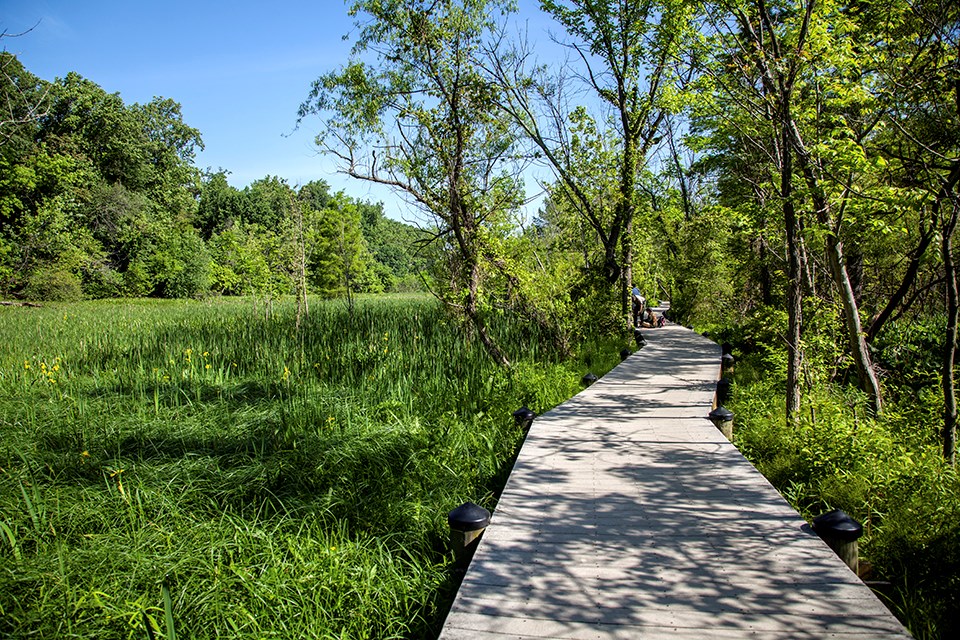 Boardwalk through green marshy area, surrounded by trees