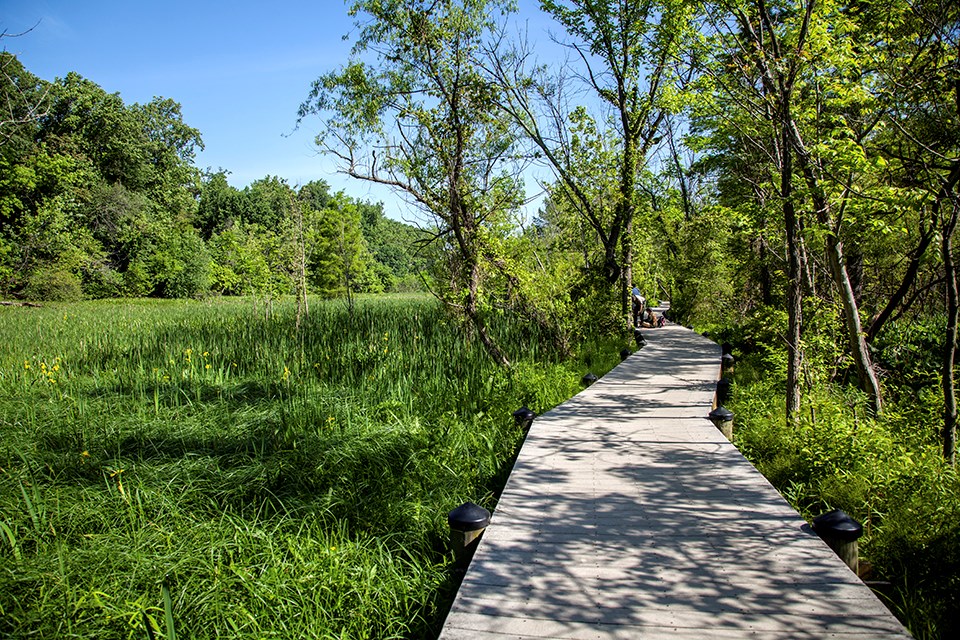 Boardwalk through green marshy area, surrounded by trees
