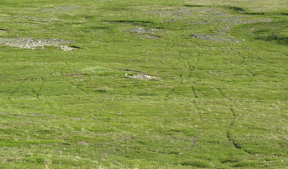 Pathways through low green grass indicates caribou trails