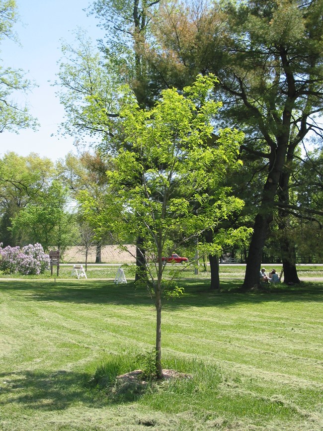 A replacement black locust sapling is a small tree with leafy branches, surrounded by turf.