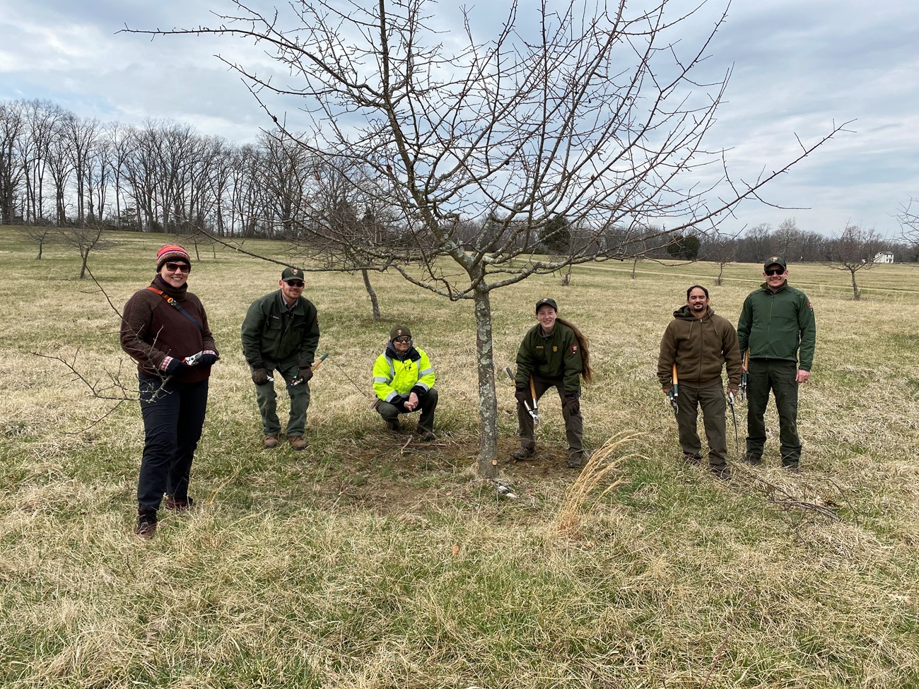 A group of six NPS employees stand and crouch on either side of a leafless tree in an open, grassy orchard.
