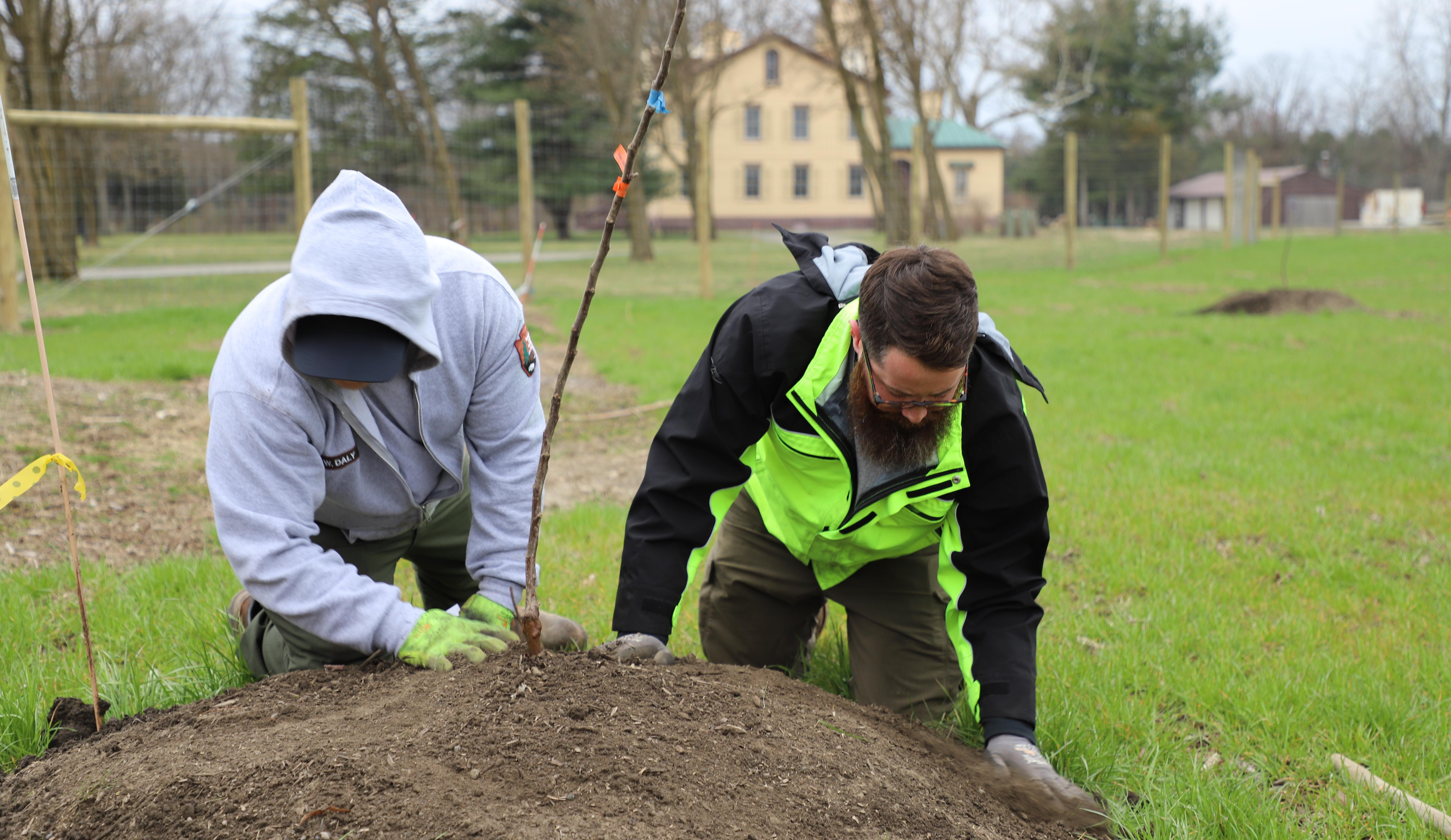 Two people kneel on a mound of soild and press around the base of a newly planted young fruit tree.