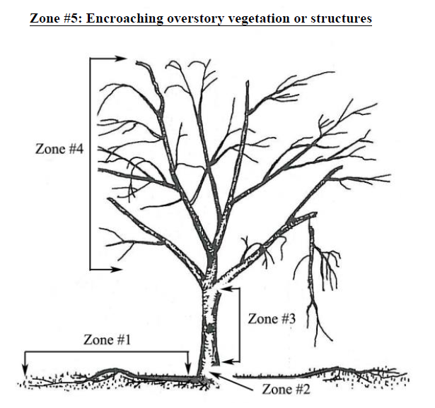 A graphic of a tree with leafless branches shows the zones of a condition assessment.