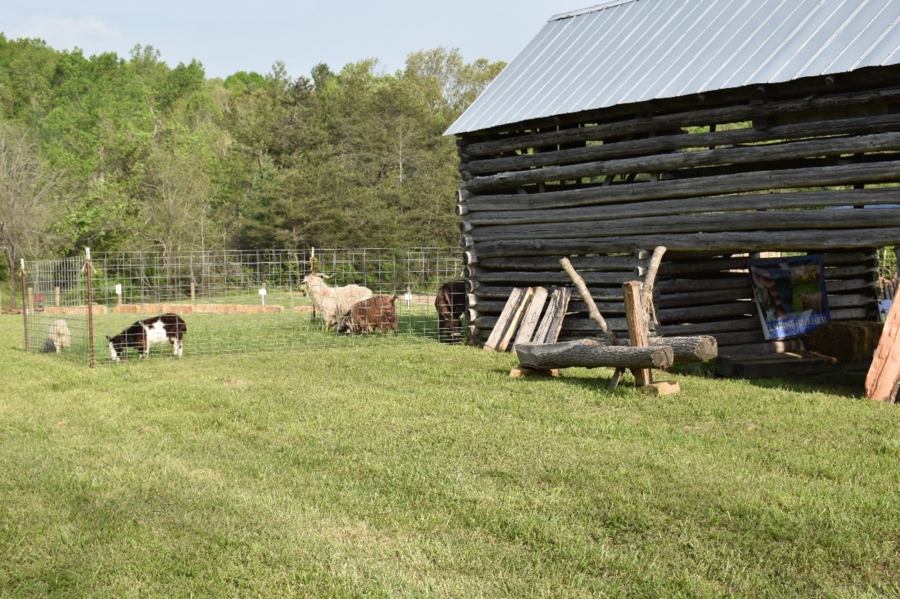 Farm animals within a fenced area beside a log barn