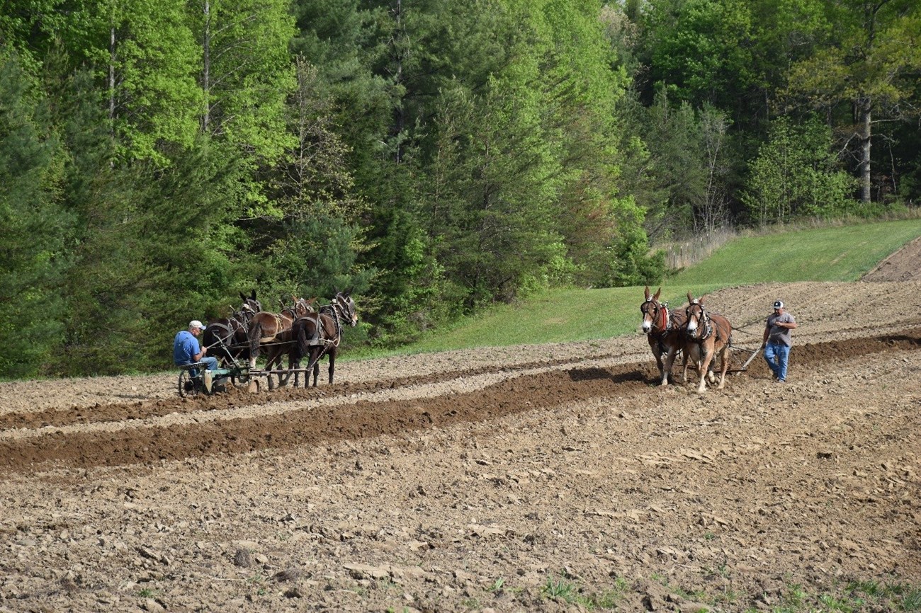 Two teams of horses plow through a dirt field in opposite directions.