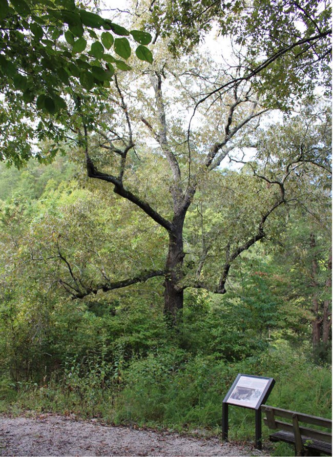 Interpretive sign along a trail near the base of a tall tree, surrounded by dense woodland