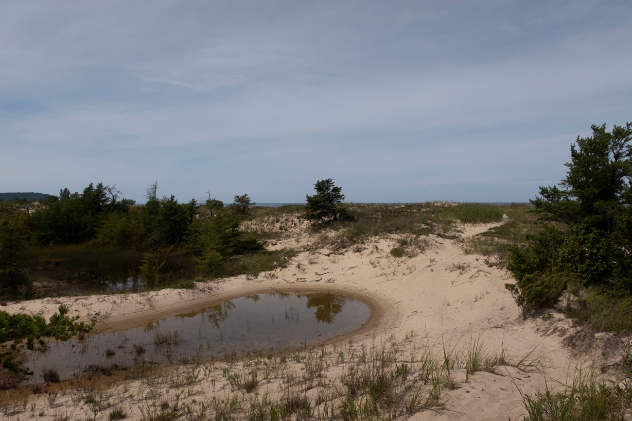Boekeloo Dunes 04 A pool of water in a depression in sand dunes, which are covered in grasses and scattered conifers.