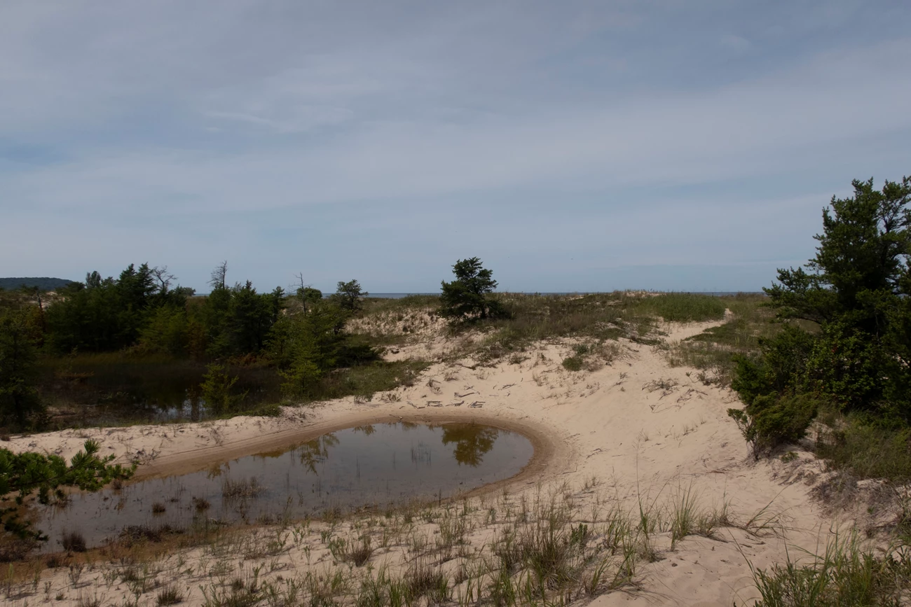 Boekeloo Dunes 04 A pool of water in a depression in sand dunes, which are covered in grasses and scattered conifers.