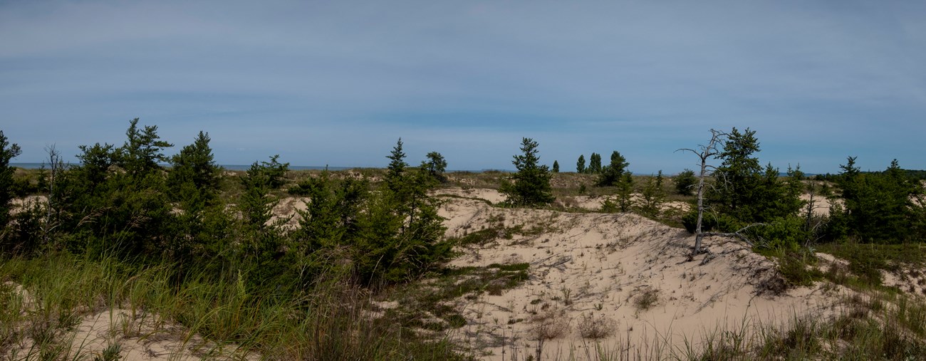 Boekeloo Dunes 05 Grasses and scattered conifers grow in low sand dunes.