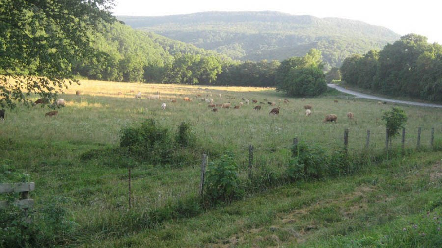 Cows graze in a grassy field beside a road, surrounded by tree-covered hills