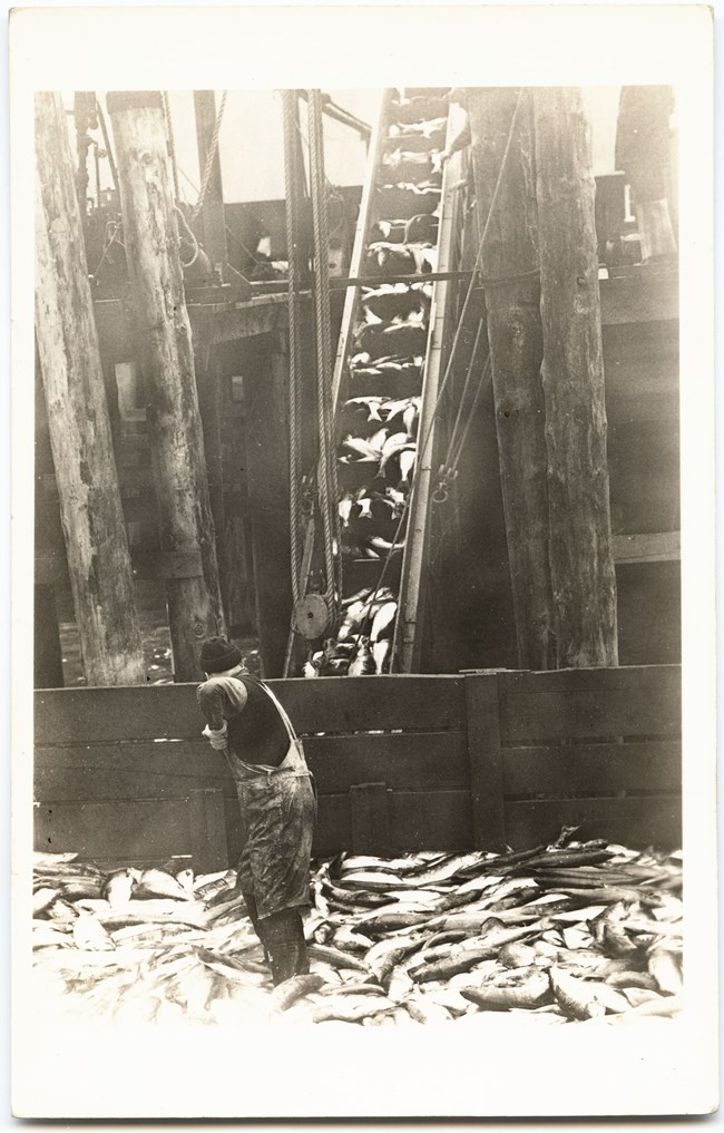 A fish lift in operation, with a worker standing at the base of a wooden ship amid a heap of shiny fish. Black and white