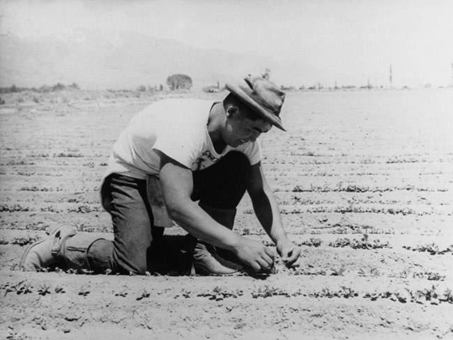 Ichiro Okumura in field at MANZ A young man, wearing a hat, kneels to tend to small plants in the dirt rows of a field