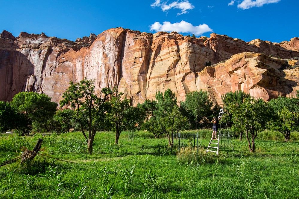 A person on an orchard ladder reaches into the leafy branches of a fruit tree in an orchard. A tall, rocky canyon wall rises in the background