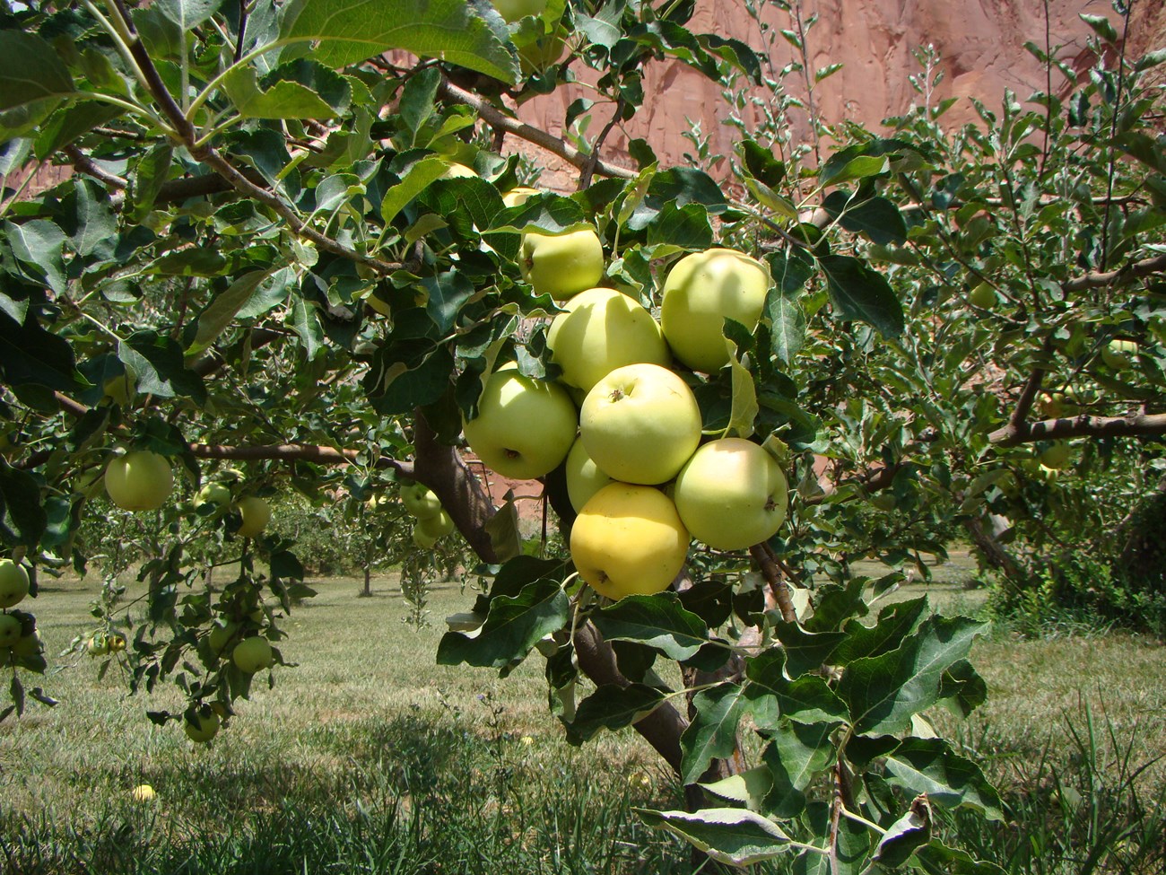 Clump of pale green and yellow apples on tree branch covered in dark green leaves, with grass and red cliffs in the background.