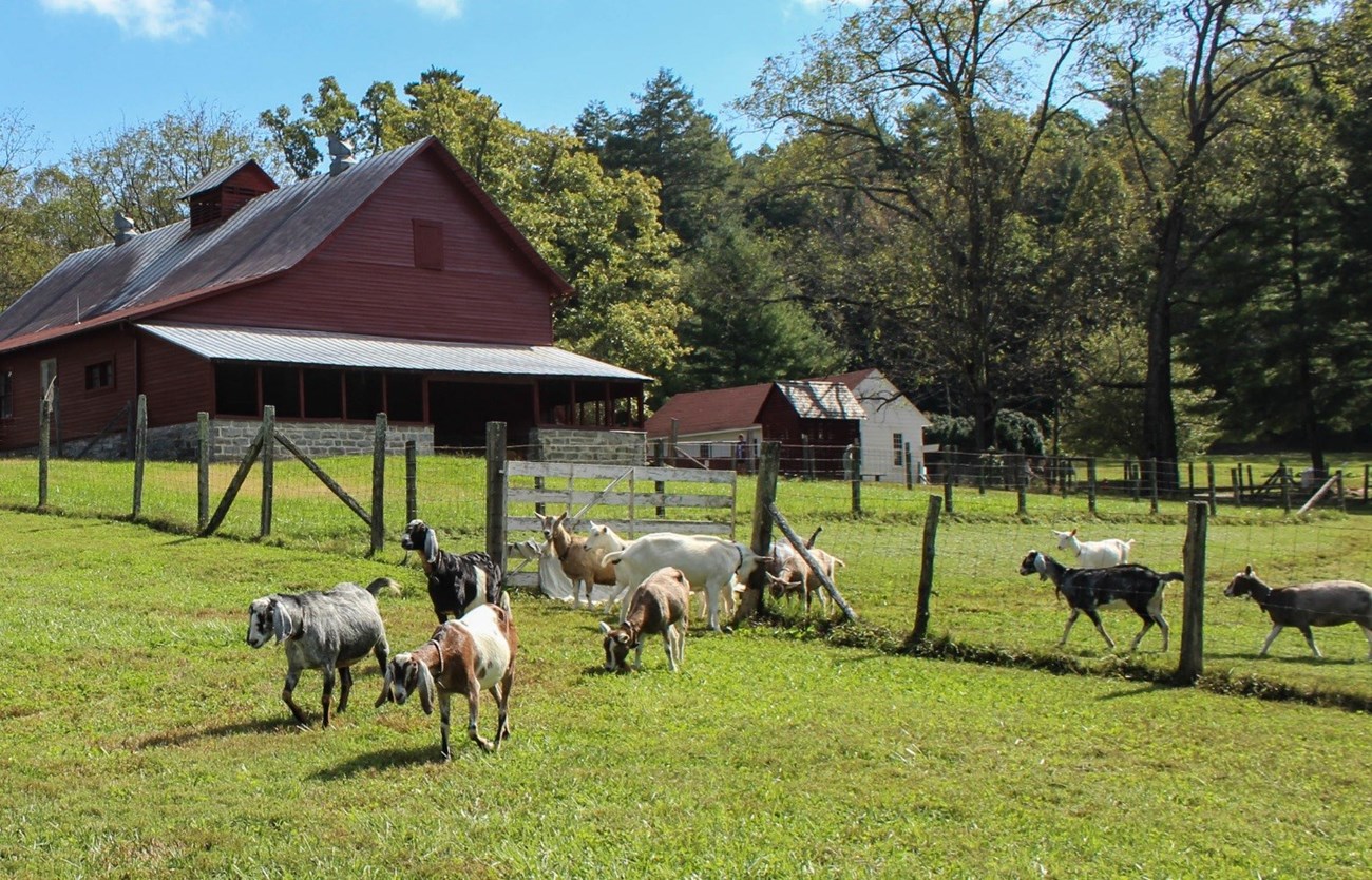 Herd of goats trotting through a fence near a farm building