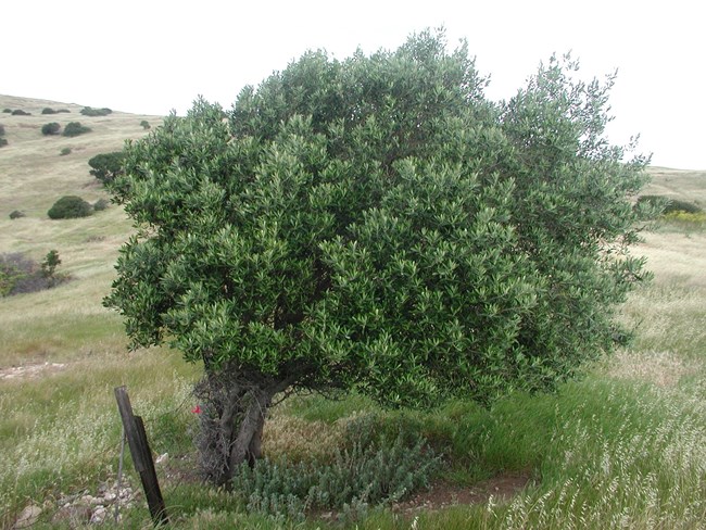An olive tree with thick leafy branches grows along a fence in rolling, grass field.